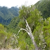 Plants: image 60 Of 94 Thumb